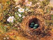 Hill, John William Bird's Nest and Dogroses Spain oil painting reproduction